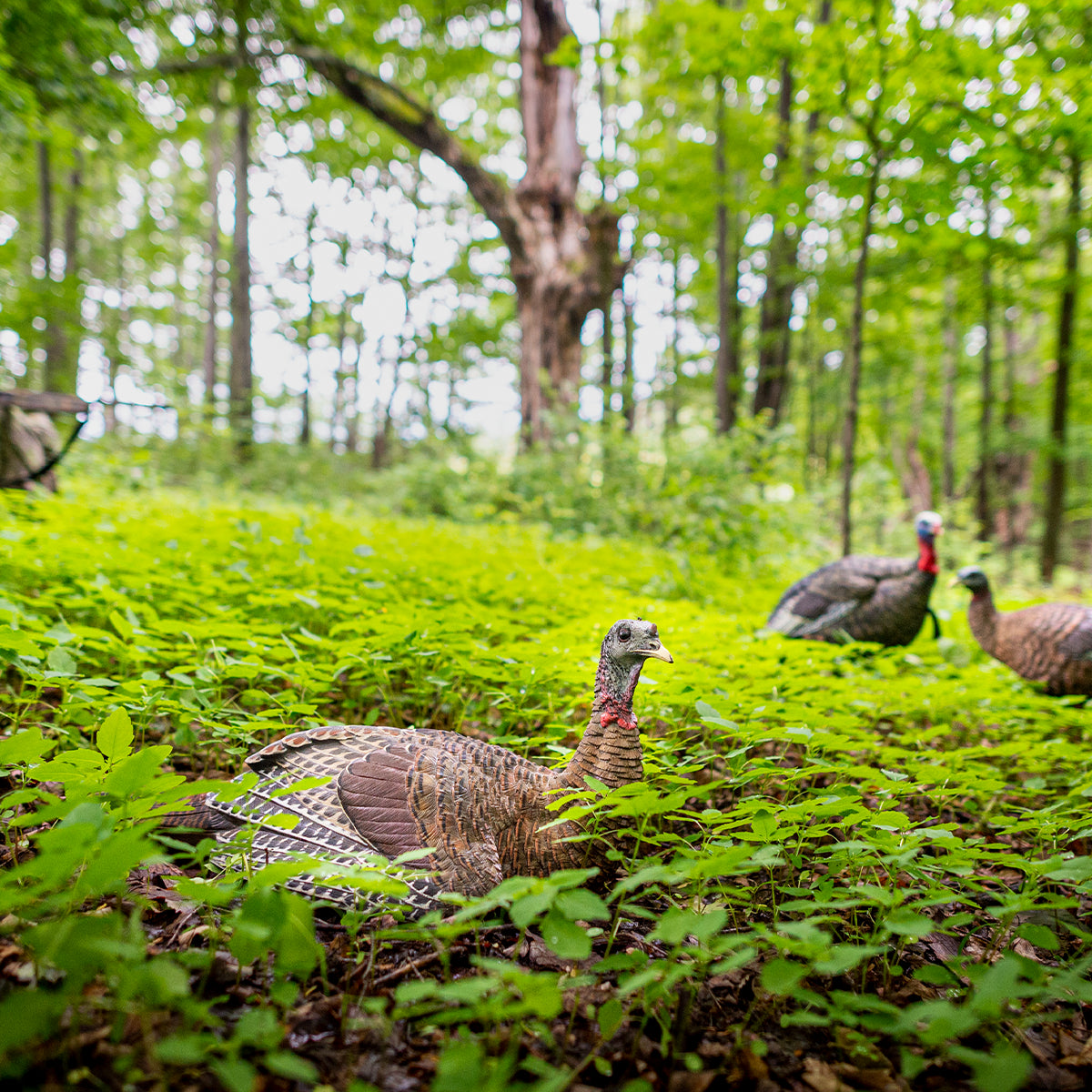 Turkeys in a forest setting with green grass and trees.