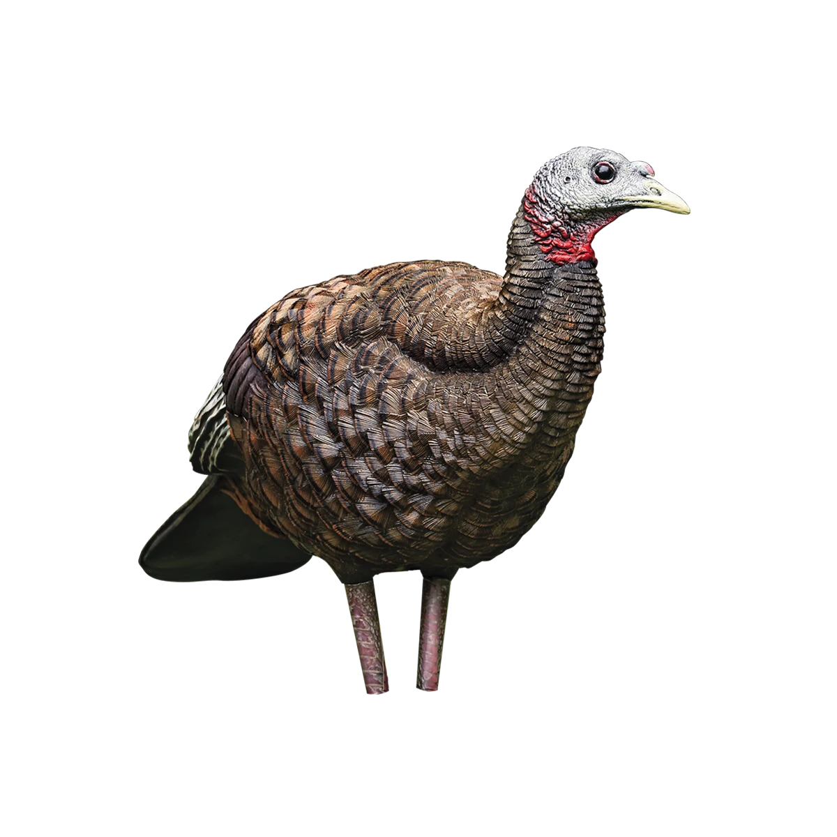 Realistic turkey decoy on a white background