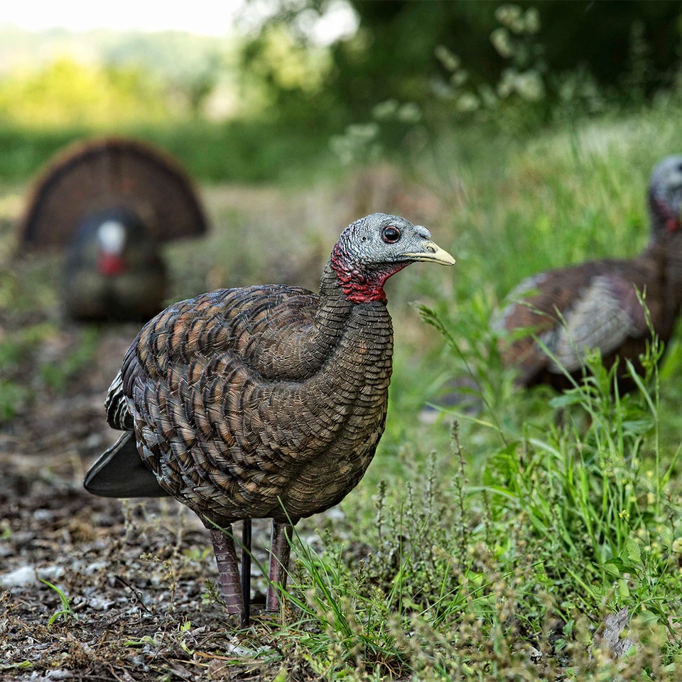 Turkey decoys in a natural setting with green grass and blurred background