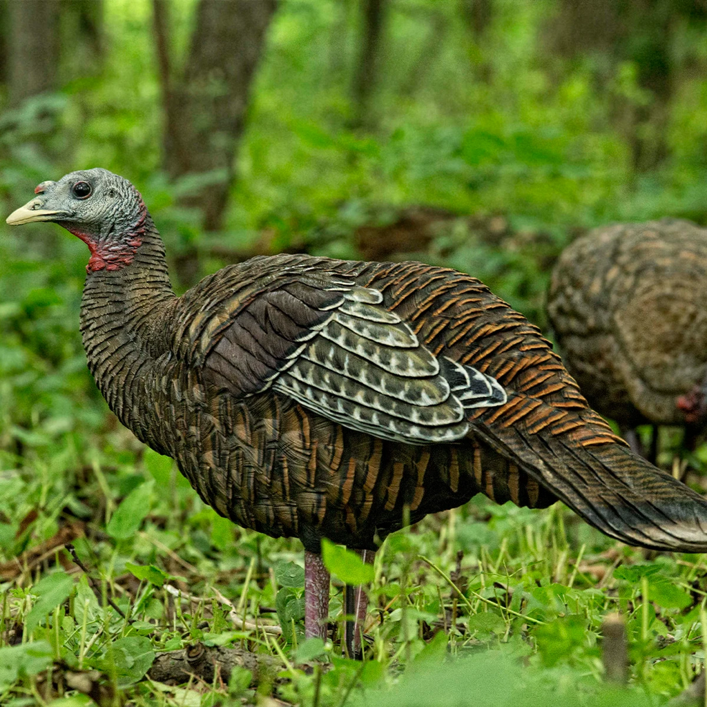 Turkey decoy in a forest setting