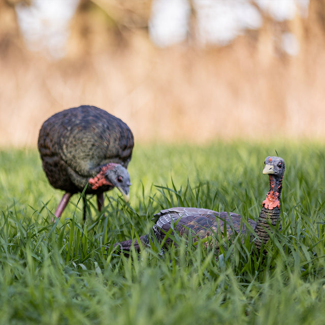 Two turkeys foraging in a grassy field with a blurred natural background
