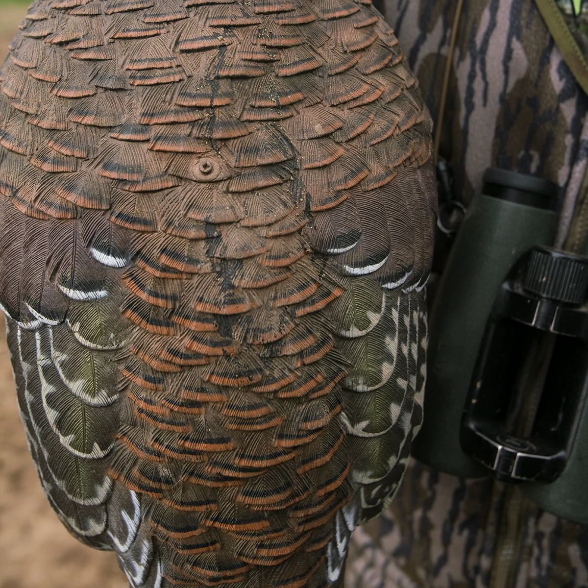 Close-up of a turkey with camouflage clothing and binoculars in the background
