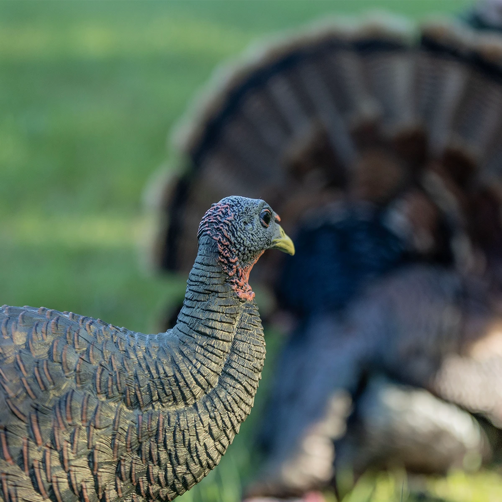 Close-up of a turkey with a blurred background