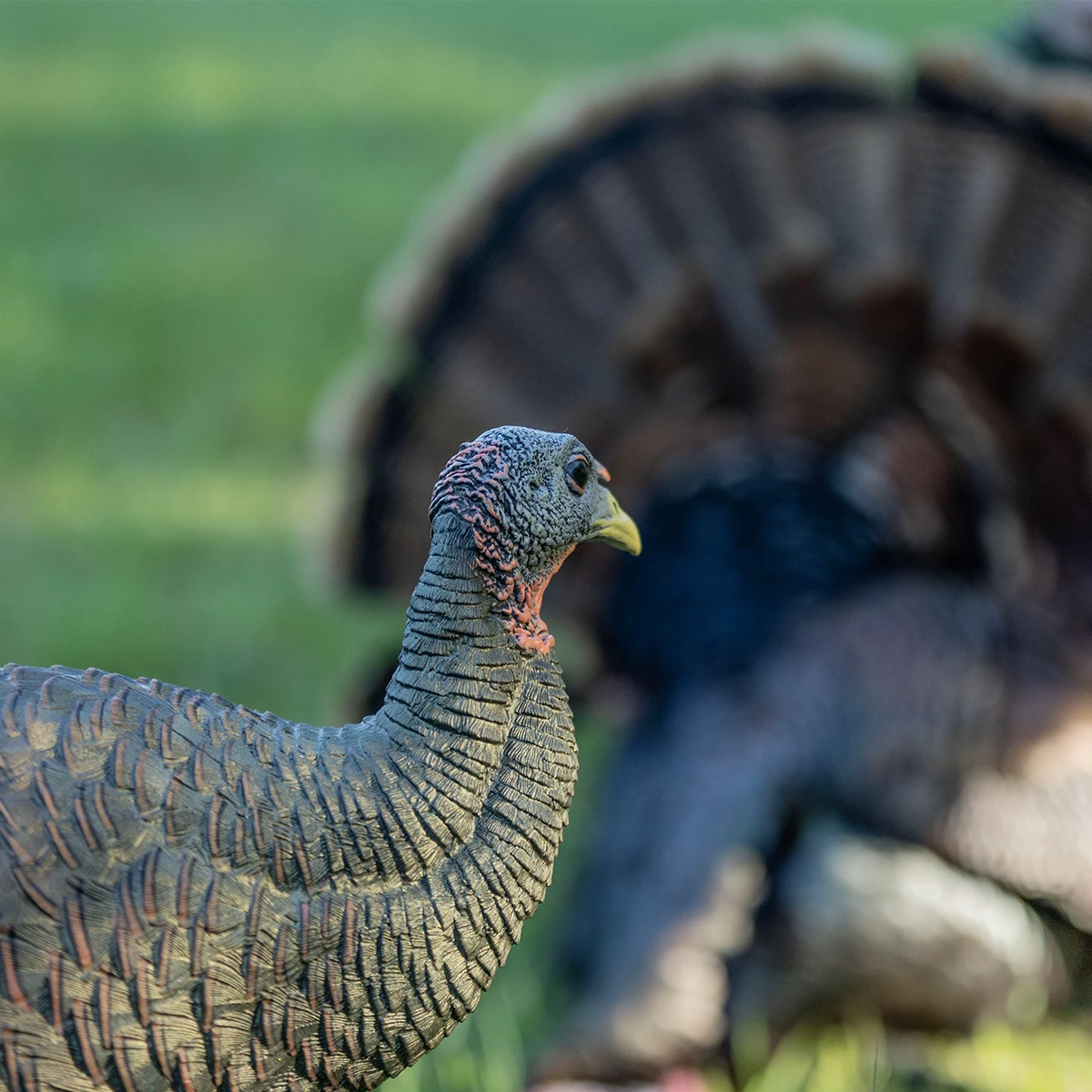 Close-up of a turkey with a blurred background