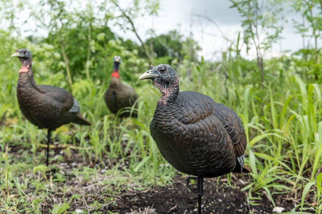 Three turkeys standing in a grassy field with trees in the background