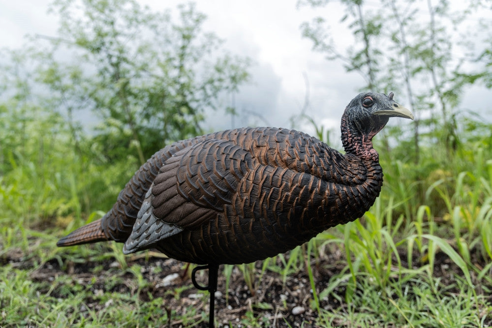 Turkey decoy in a natural outdoor setting with grass and trees.