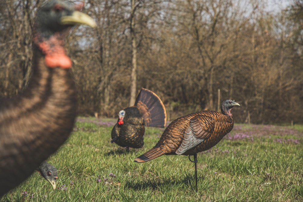 Three turkeys standing in a grassy field with trees in the background