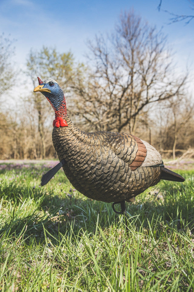 Turkey decoy on grass with trees and blue sky in the background