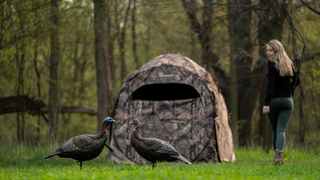 Two turkeys walking on grass with a camouflage tent in the background.