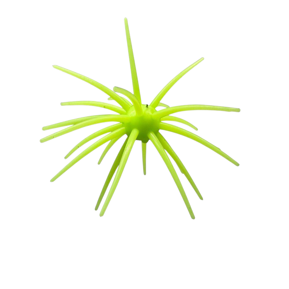 Hag's Prickley Pear 19mm