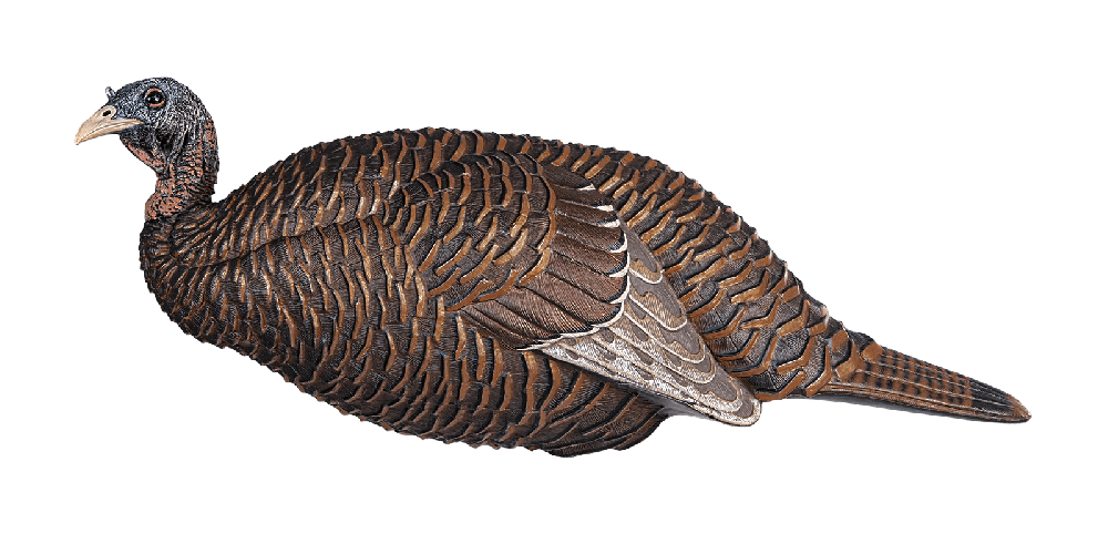 Realistic turkey decoy on a white background